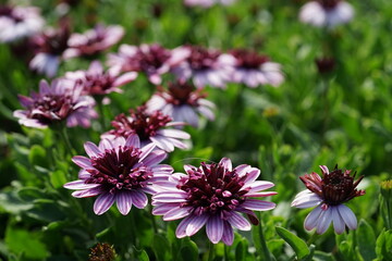 pink and white flowers