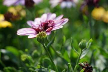 pink and yellow flower,plant, flowers, summer, macro, daisy, blossom, flora, petal, spring, orange, bloom, sunflower, petals, close-up, closeup, beauty, beautiful, single, floral, 