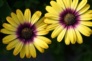 yellow and purple flowers,plant, flowers, summer, macro, daisy, blossom, flora, petal, spring,...