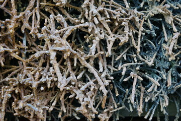 wood at the salt pans