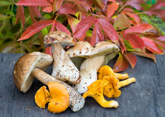 Forest edible mushrooms-porcini, chanterelles.
 These are very tasty edible mushrooms. Suitable for drying, cooking, frying, pickles.
