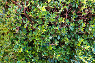 Green ivy. Concept background and texture.