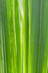 Close to a thick juicy leaf of an exotic plant in a greenhouse