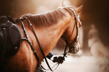 A beautiful bay horse with a dark mane and a saddle on its back stands, held by the rein by the...