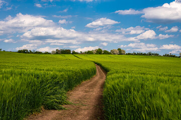 Fototapeta na wymiar wheat field farming green field blue sky and clouds