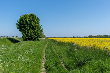 Fototapeta na wymiar trees in the field with rapeseed field