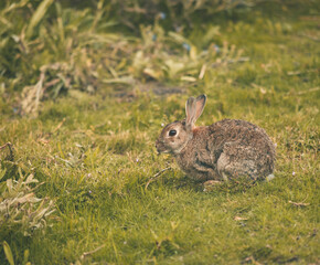 Wildes Kaninchen