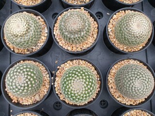 Mammillaria Echinochephala Sandia is native to Mexico. Single spherical plant with small white thorns. Surrounded by rows of slender stems It is commonly grown as an ornamental plant.