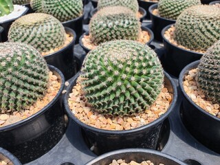 Mammillaria Echinochephala Sandia is native to Mexico. Single spherical plant with small white thorns. Surrounded by rows of slender stems It is commonly grown as an ornamental plant.