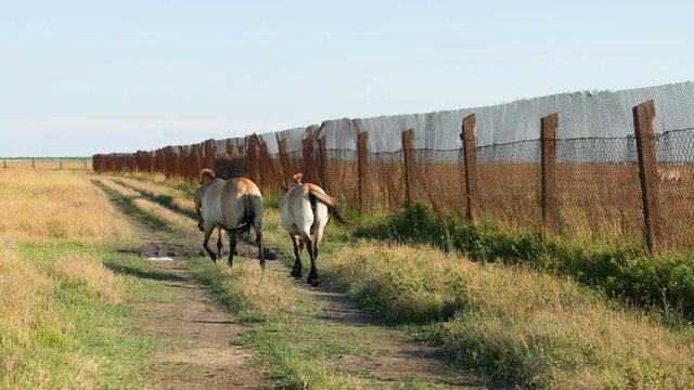 Back view. Brown horses Przewalski's horse (Equus przewalskii) walk in wild steppe in nature reserve Askania Nova.