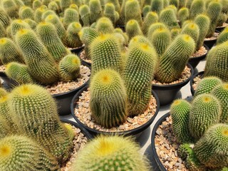 Notocactus Leninghausii a spherical cactus, grows tall and cylindrical. There is a golden yellow...