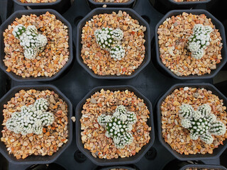 Mammillaria Gracilis cv. Oruga green succulent cactus It has thick white hairs covering the trunk without spikes.