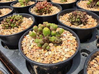 Mammillaria Bocasana Monstruosa succulent plant, thornless cactus. Green stems at the ends of the stems are soft pink with ribbed sprouting.