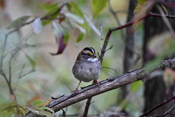 White Throated Sparrow sits perched on a branch in the forest