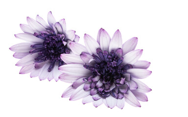 Osteospermum Daisy or Cape Daisy Flower Isolated