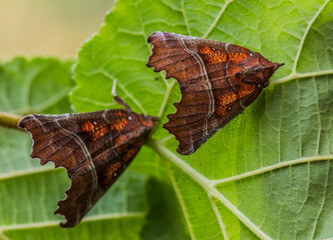 Herald Moths