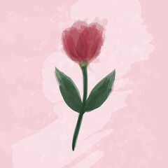 Tulip on the light rose background. Watercolor custom selfmade brushes. Warm colors