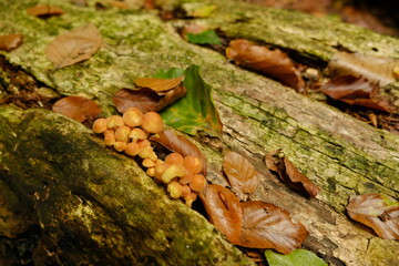 fungi