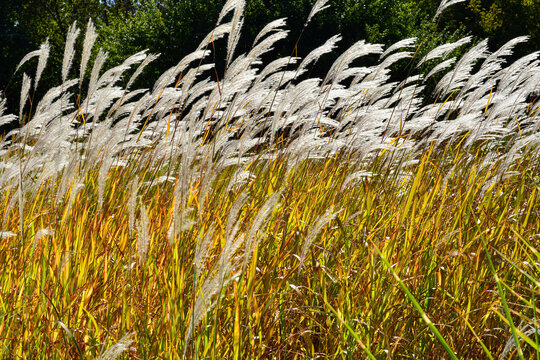 Tender feather grass. Landscape and beauty of nature