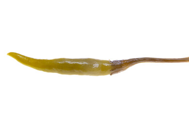 pickled peppers isolated