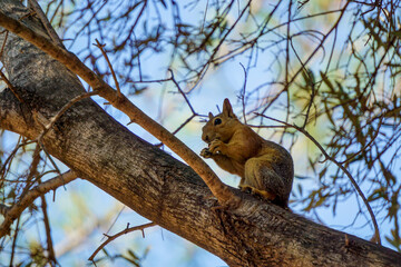 Squirrel on the tree in the nature close up view