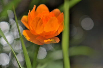 "The Scarlet Flower"