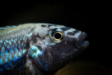 Meet the eyes of Golden Mbuna(Melanochromis auratus).