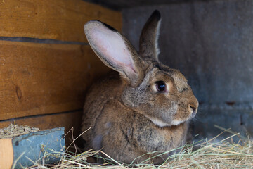Obraz premium Large gray rabbit in an open cage with a feeder. Breed Belgian giant. Raising domestic rabbits on the farm. Close-up.