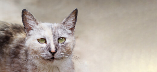 A domestic cat with an unusual multicolored color looks at the camera. Close-up. Copyspace. Panorama.