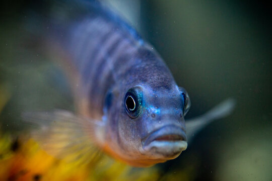 Blue Mbuna (Labeotropheus fuelleborni) ready for its hunt.