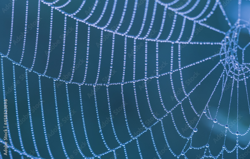 Wall mural fragment of a cobweb with dew drops in blue tones. shallow depth of field.