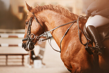 Portrait of a racehorse sorrel beautiful horse with a rider in the saddle, which quickly jumps...