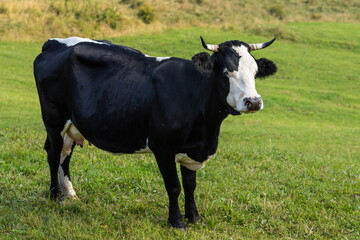 cows graze on the green grass of the mountain slope