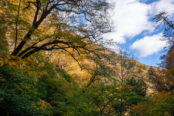 那須塩原 渓谷の紅葉