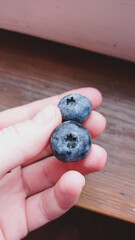 blueberries in a hand