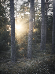 Naklejka premium Wald 