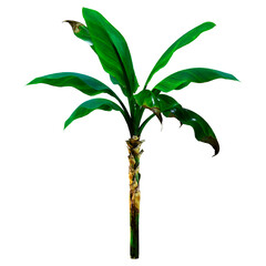 3D Rendering Banana Tree on White