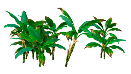 3D Rendering Banana Trees on White
