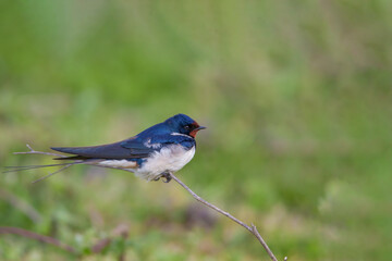 Barn Swallow (Hirundo rustica) walking on the grass