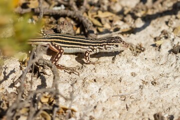 Acanthodactylus erythrurus ( Spiny-footed lizard) juvenile with white stripes on the back basking in the sun.