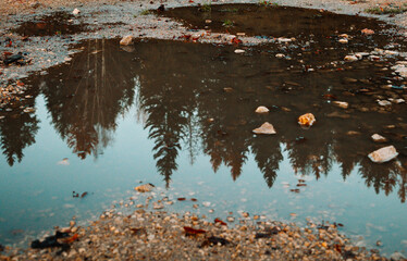 reflection in a puddle of pine trees
