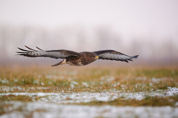 Flying Common buzzard - Buteo buteo