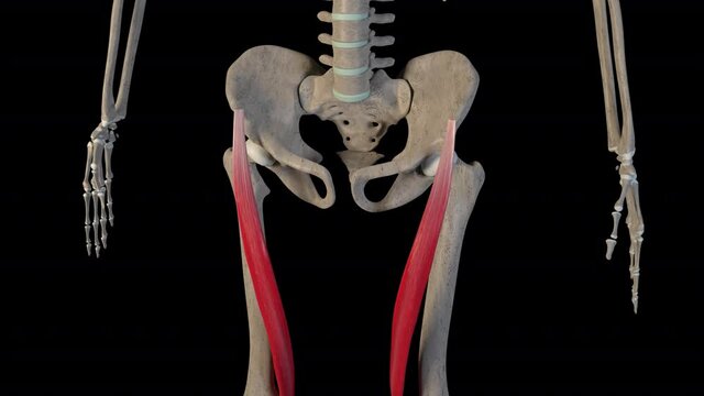  Overview of the Thigh Muscles