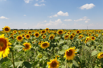 Fototapeta premium Agricultural field of blooming sunflowers. Panoramic view. Natural flowering background with blue sky.