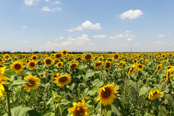 Naklejka premium Agricultural field of blooming sunflowers. Panoramic view. Natural flowering background with blue sky.