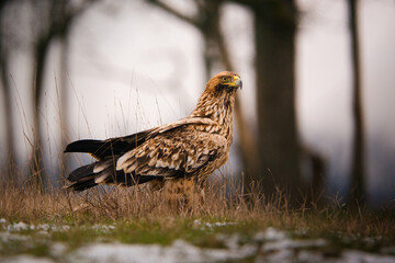 Eastern Imperial Eagle on the ground