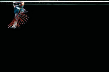 Beautiful Thai pattern betta fish in black background.