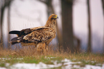 Eastern Imperial Eagle on the ground