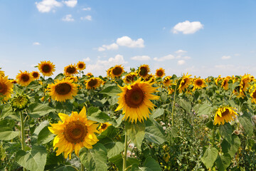 Agricultural field of blooming sunflowers. Panoramic view. Natural flowering background with blue sky.