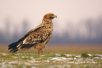 Eastern Imperial Eagle on the ground